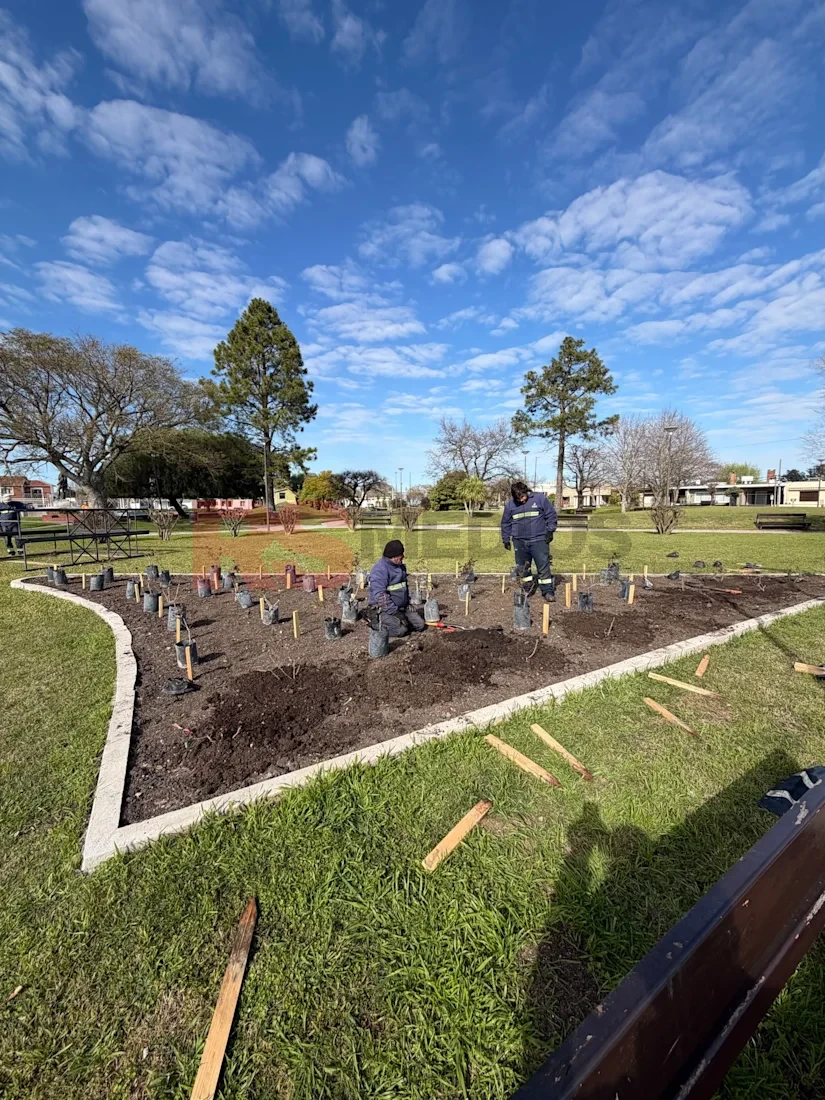 Cardona renueva la Plaza Artigas con 50 rosales y nuevas estructuras para un paseo floral
