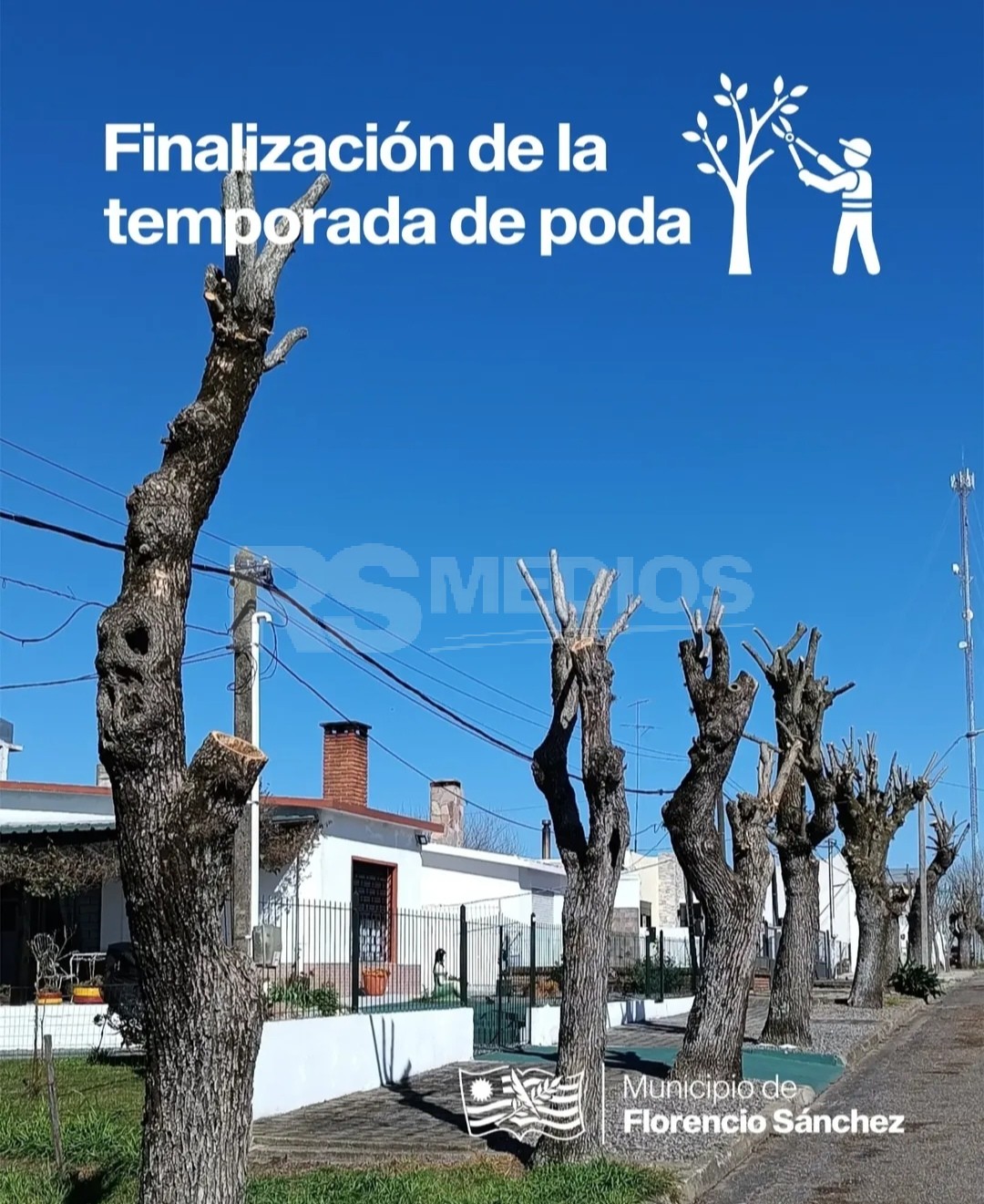 Concluyó la temporada de poda y solo se harán intervenciones por seguridad