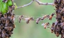 Falleció tras ser atacado por un enjambre de abejas en un tambo de Soriano