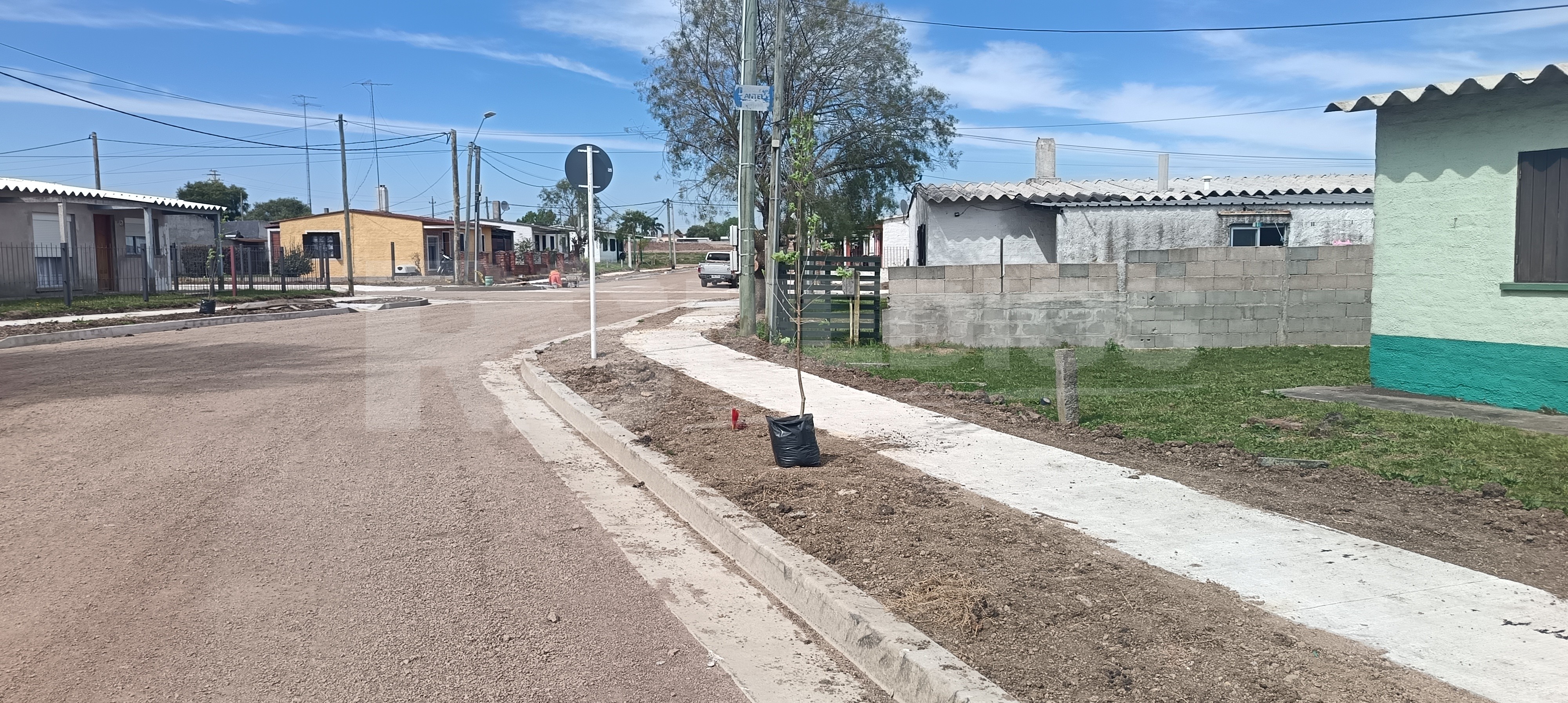 Plantan 119 árboles de la especie Frenos en el barrio Mevir de Cardona — imagen 2