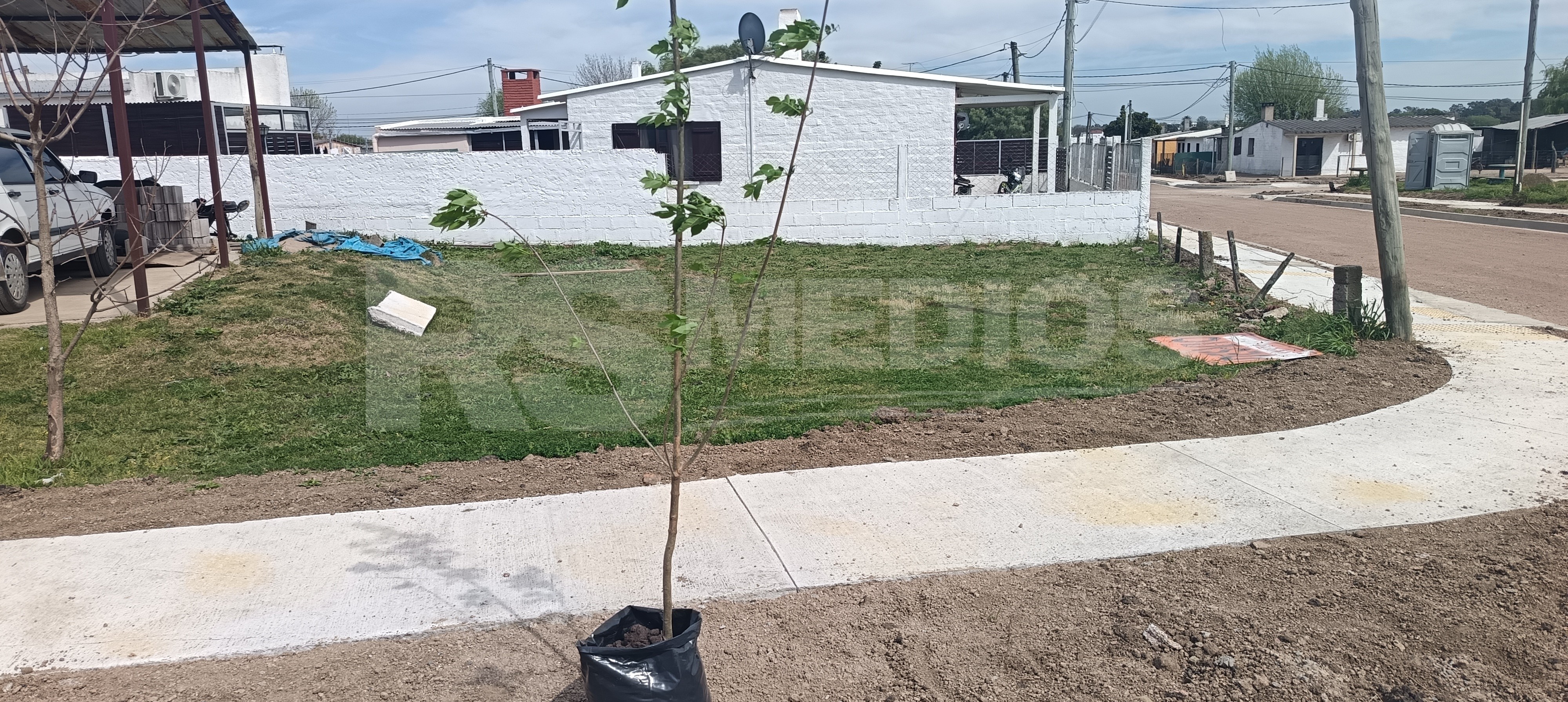 Plantan 119 árboles de la especie Frenos en el barrio Mevir de Cardona — imagen 4
