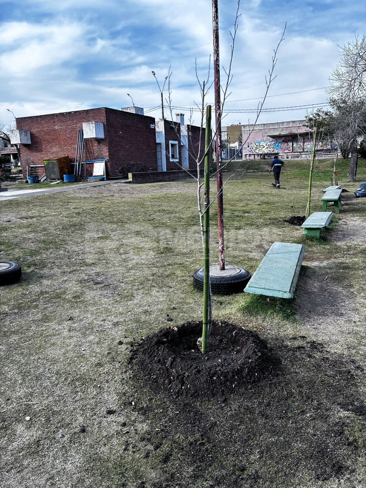 Mercedes plantó 467 árboles en lo que va del año con un plan de reforestación urbana