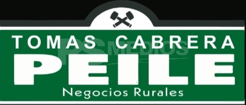 Feria de Tomás Cabrera Peile en Cardona: se rematan 410 vacunos este viernes