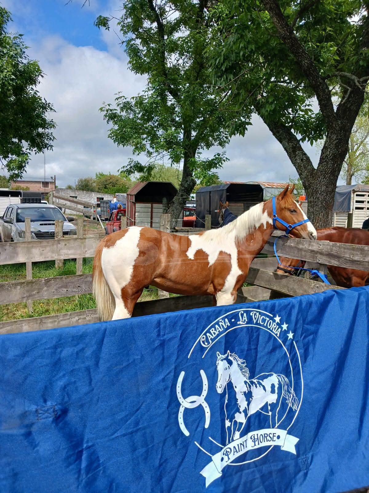 La Cabaña La Victoria de Soriano se destacó en la Expo Ombúes de Colonia — imagen 3